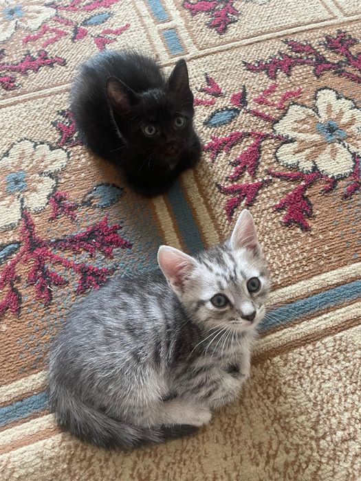 Отдам котят 2 мальчика