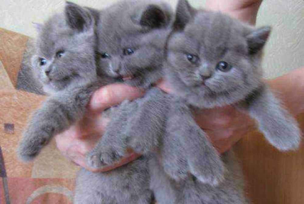Взять кошку авито. Голубой британец котенок. Британские голубые котята. Котята британские плюшевые. Голубые плюшевые котята.