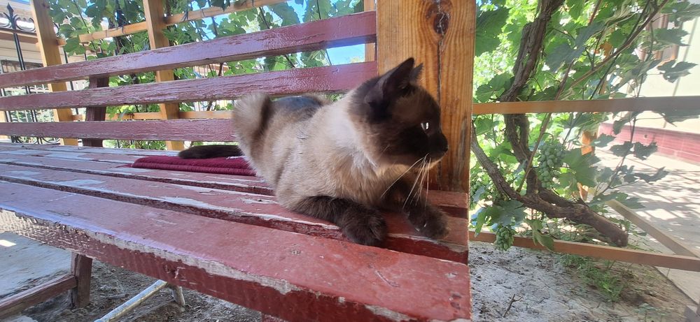 Сиам мушуги пародя