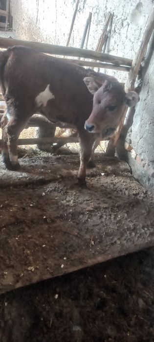 Ona bola sigir sotiladi bolasi urgochi