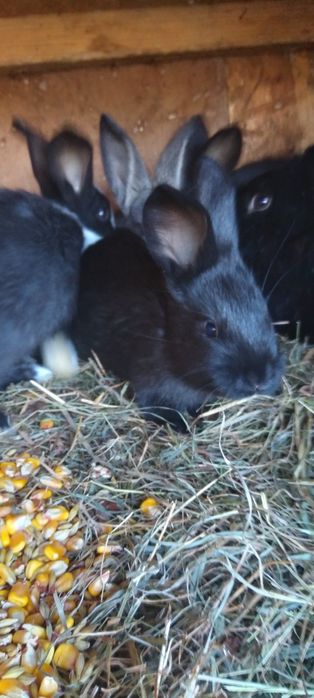 Vând iepuri de diferite vârste, rase și culori in Deva-Arad-Timisoara