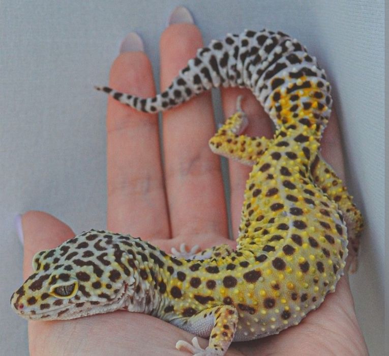 Геккон Эублефар, ящерица