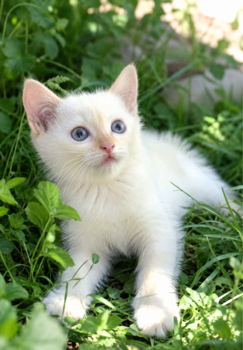 Котёнок в добрые руки
