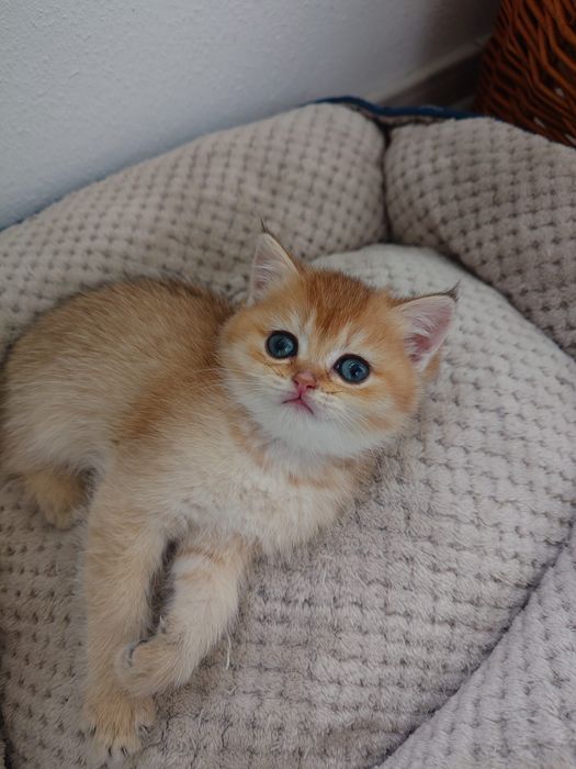 British shorthair cu pedigree golden si silver