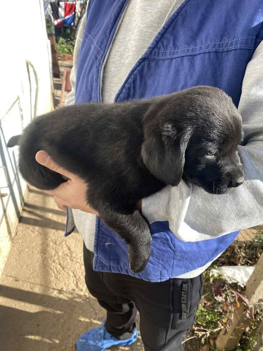 Кученца Кокерчета