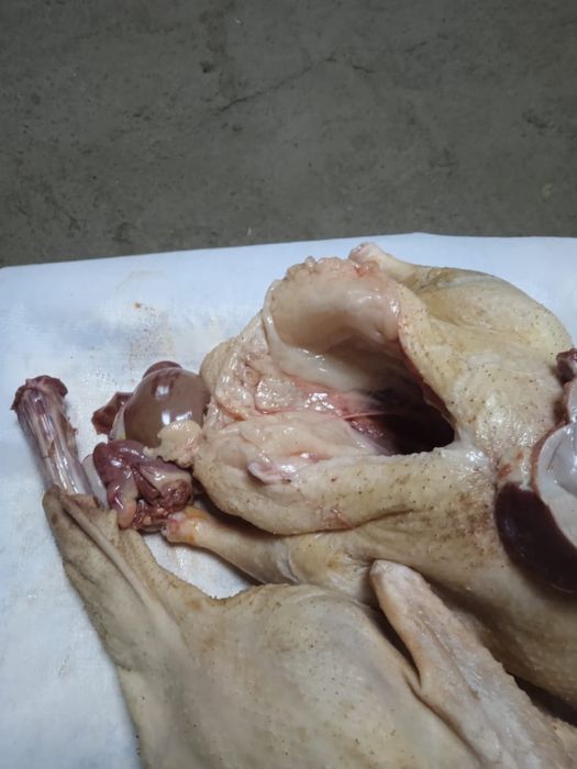 Домашнии утки