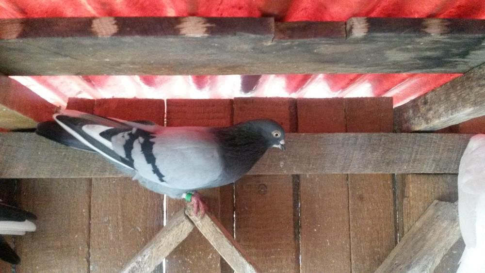 Vand tippler englez - femele, masculi sau pereche.