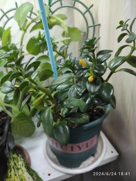 Комнатные растения