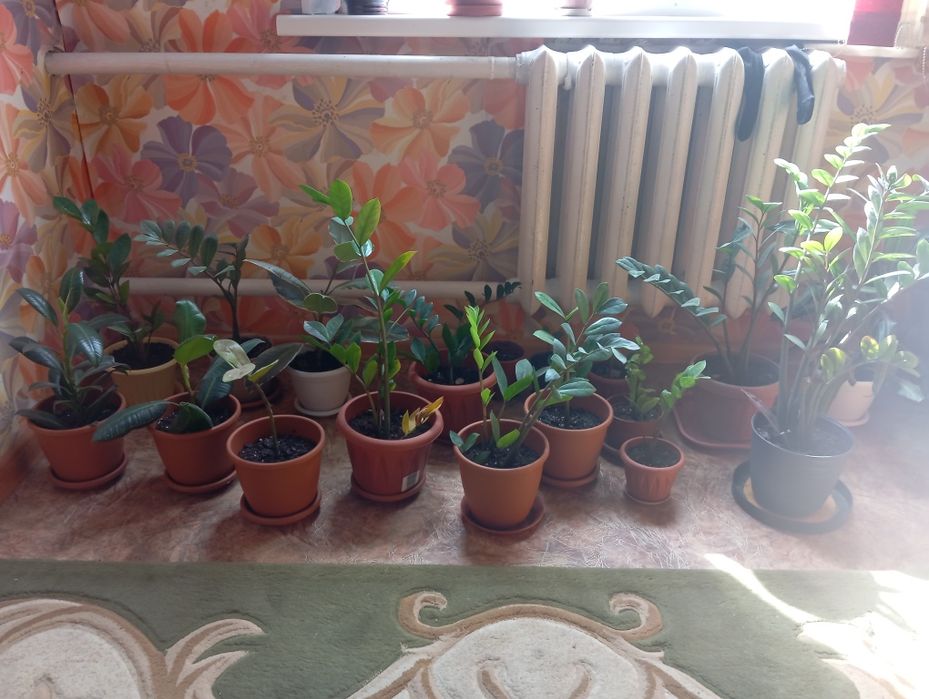 Үлкені 2000 кішкентай 1000 Гүлдер