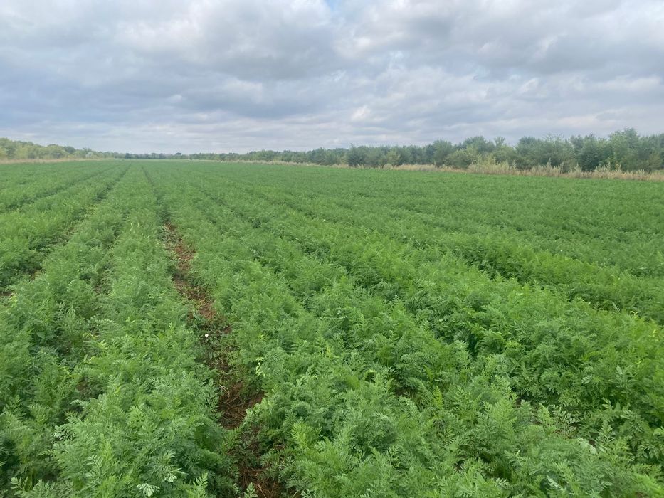 Продаю Морковь!!