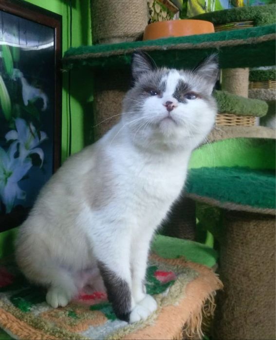 Кошке нужен дом/передержка