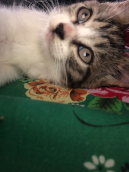 Котенок  бесплатно