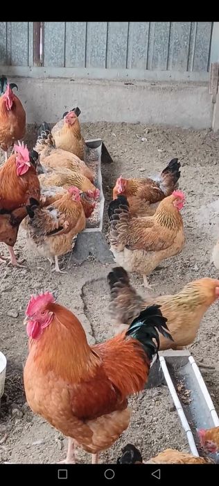 Петушки кучинские