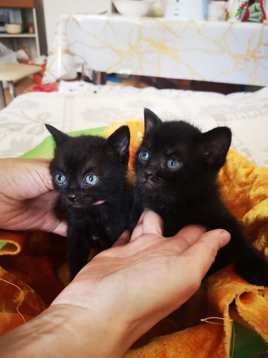Мальчик Черныш котенок