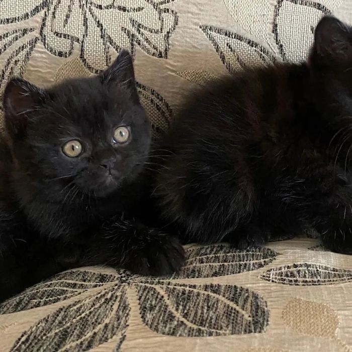 Британские котята! Астана. Продажа.