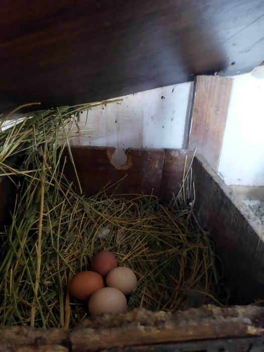 Продаются домашние яйца