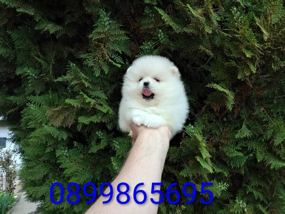 Померанчета! Мъжки и женски кученца!