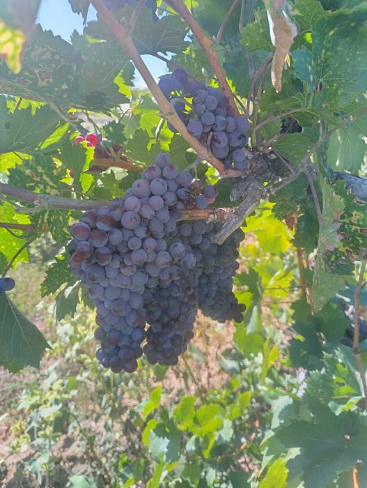 Продавам грозде памид