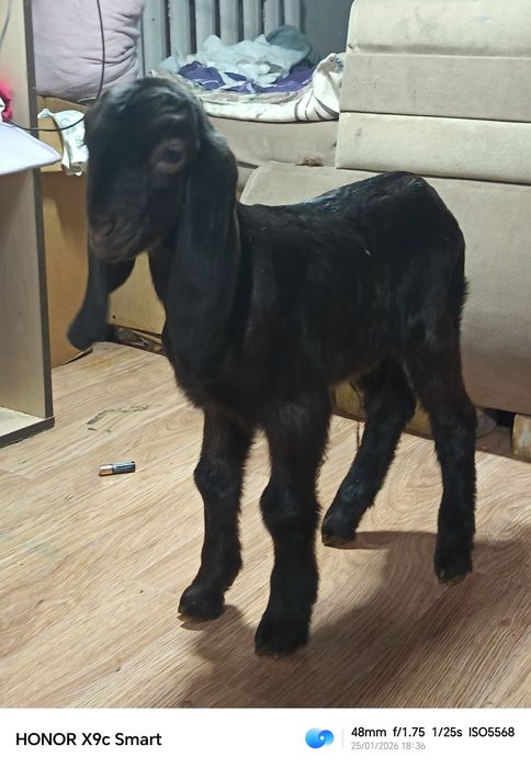 Камори парода козёл 100%