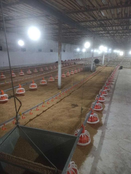 ХХХ Продаётся птицфабрика Чирчик