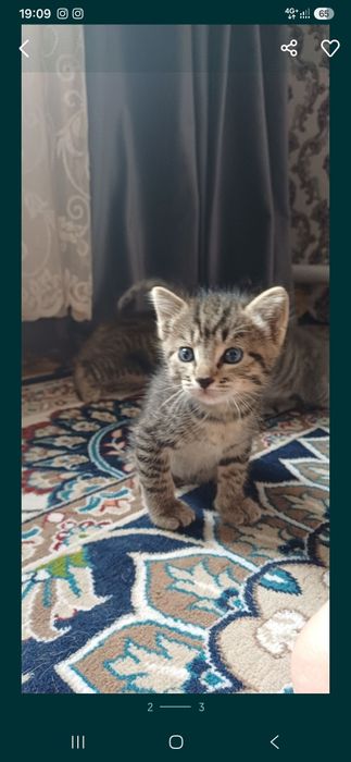 Отдам котят бесплатно