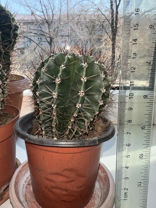 Кактусы 13-20 см высотой