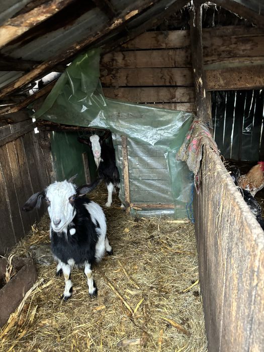 Tap de vanzare (caprele s au dat)