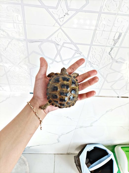 Toshbaqa sotiladi! (Продается черепашки!)