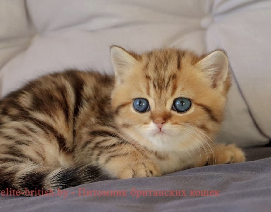 Мраморная шиншилла котенок