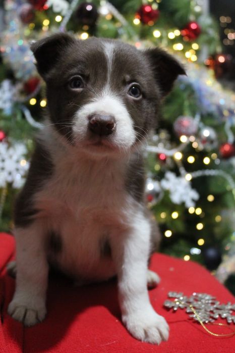 щенки бордер колли