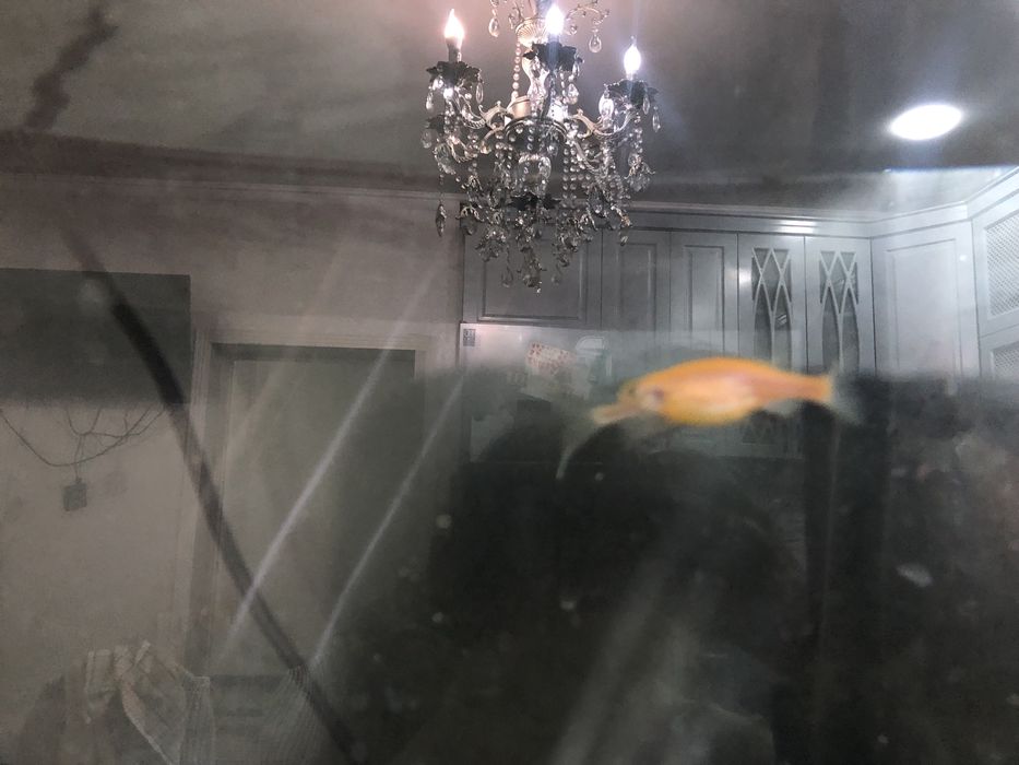 Золотый,Телскоп,Тараканы,Гуппи, рыбы