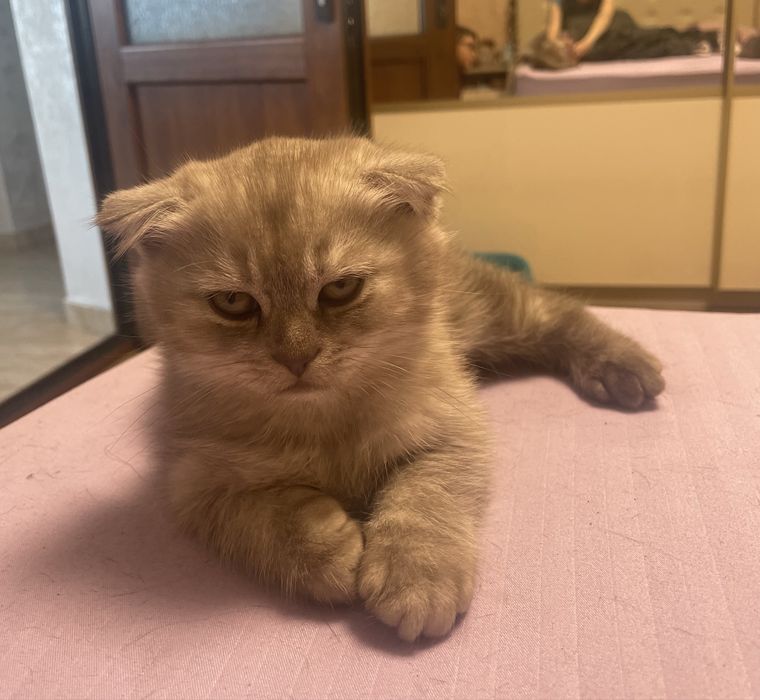 scottish fold baiat