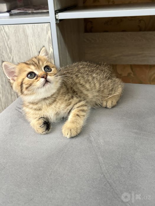 Очаровательные котята в поисках любящей семьи!