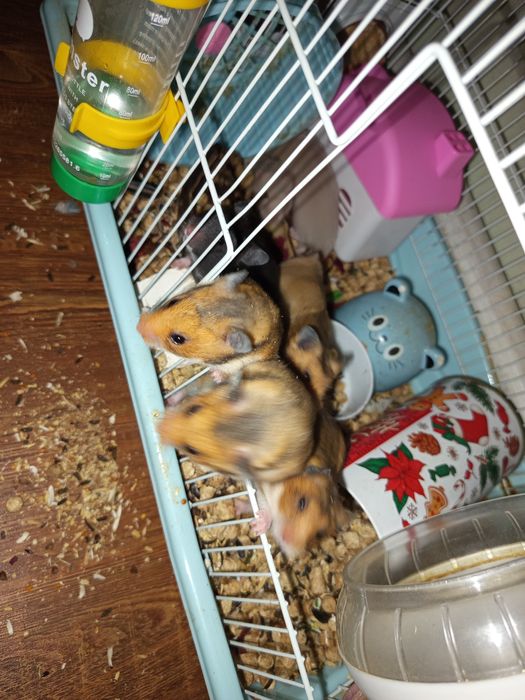 Продаю хамиков  серийские