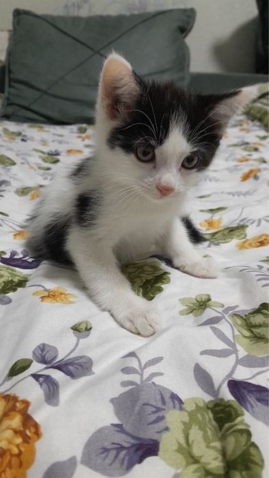 Кошки мушуклар