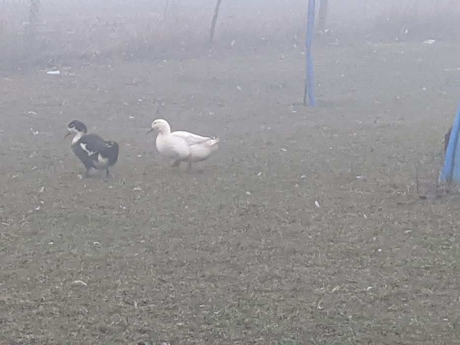 Продавам Гъски и Юрдечки