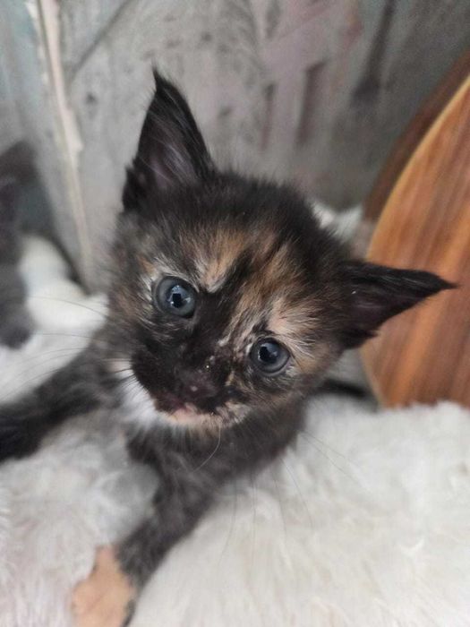 Котята маленьки красивые