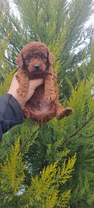 Пудел той пуделче