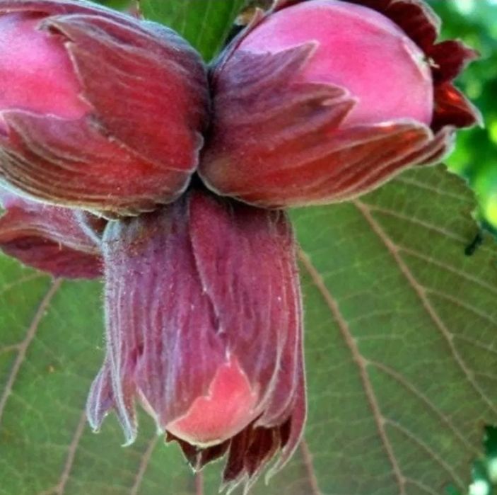 Alun Soiul ( LAMBERT )