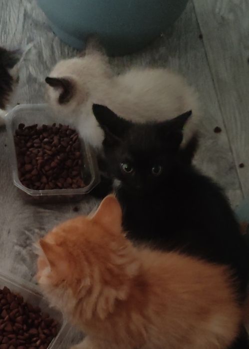 Котята в хорошие руки