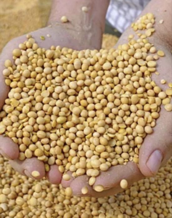 Продажа  только оптом бобы соевые