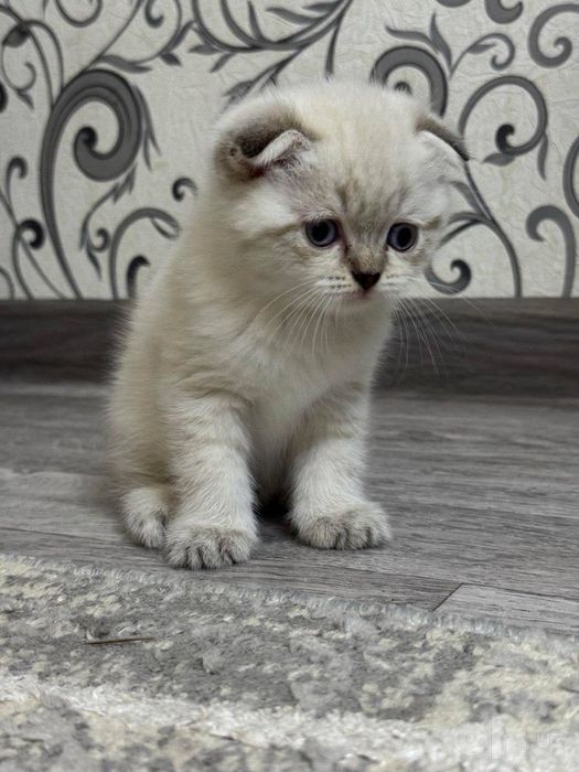 Britanskiy Serebristiy Shinshilla
