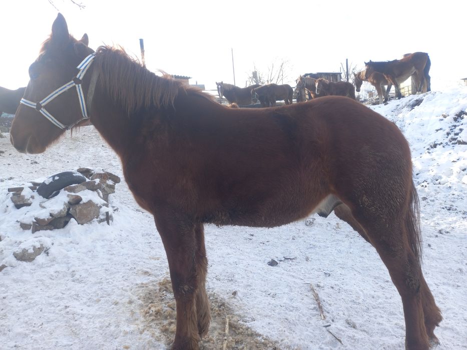 Продам жеребчика