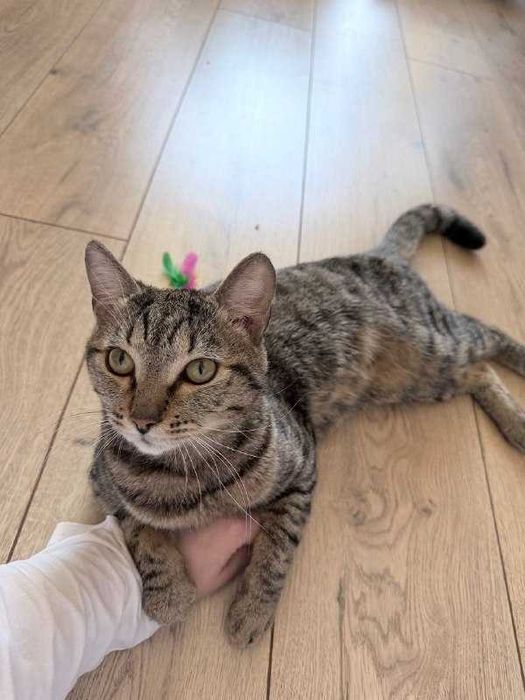 Кот француз ищет дом