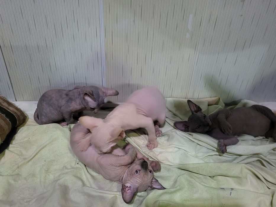 Котята сфинкс 3 мальчика