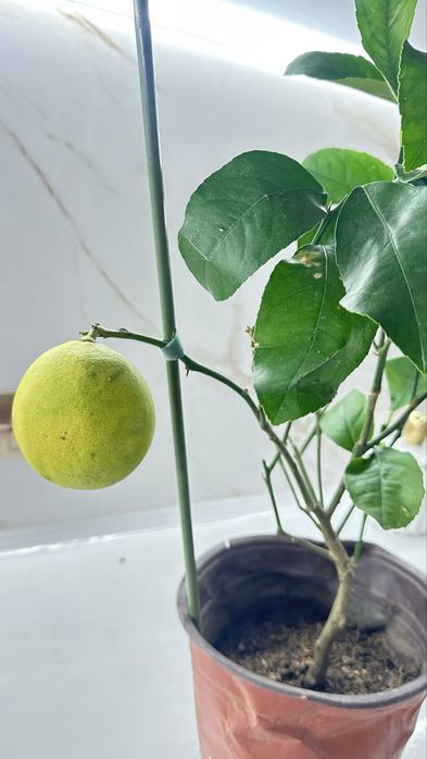 Продам Лимон Мейера 15.000