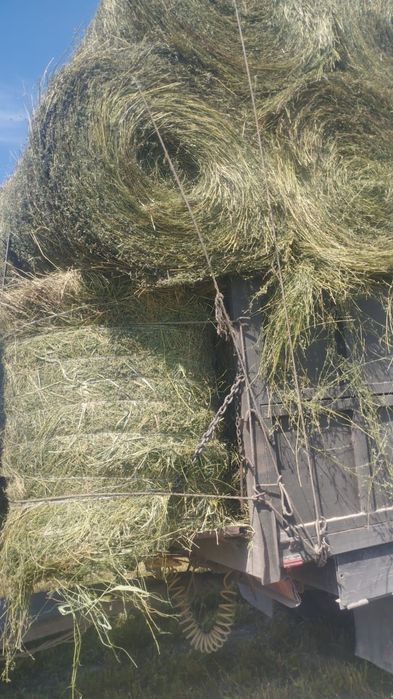 Сено люцерна жоношка урлон жоношка свежый укос жоношка урлон сатамын ж