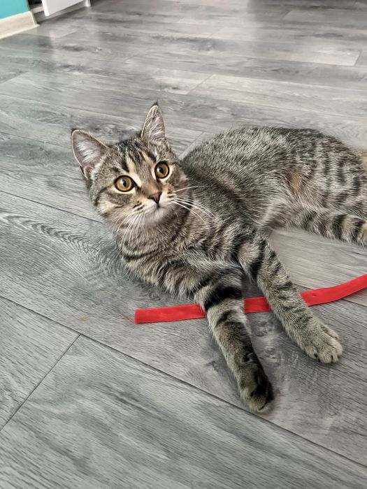 Котенок в добрые руки