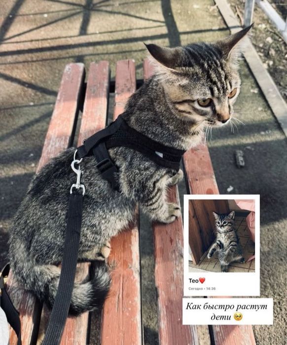 Отдаем кота в хорошие, добрые руки.