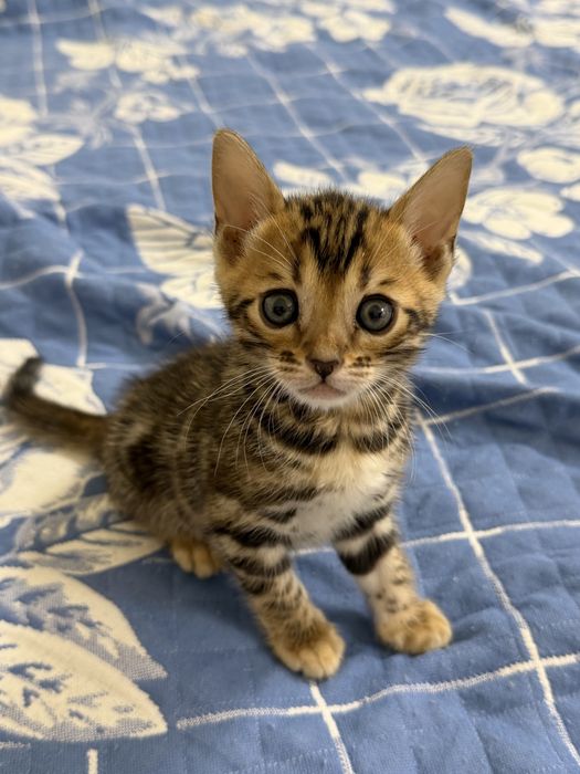 Котенок мальчик с родословной